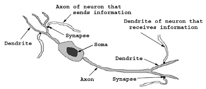 A biological neuron